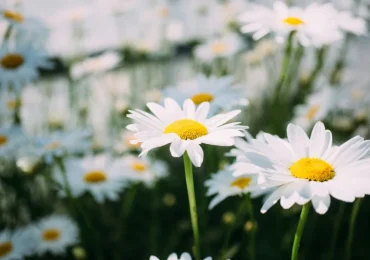 Field of daffodils